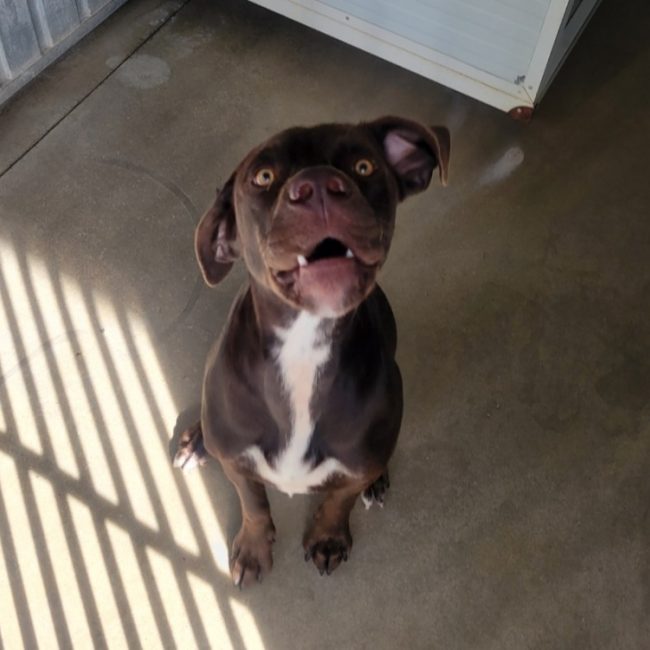 Lolu - Chien Braque allemand à poil court à adopter