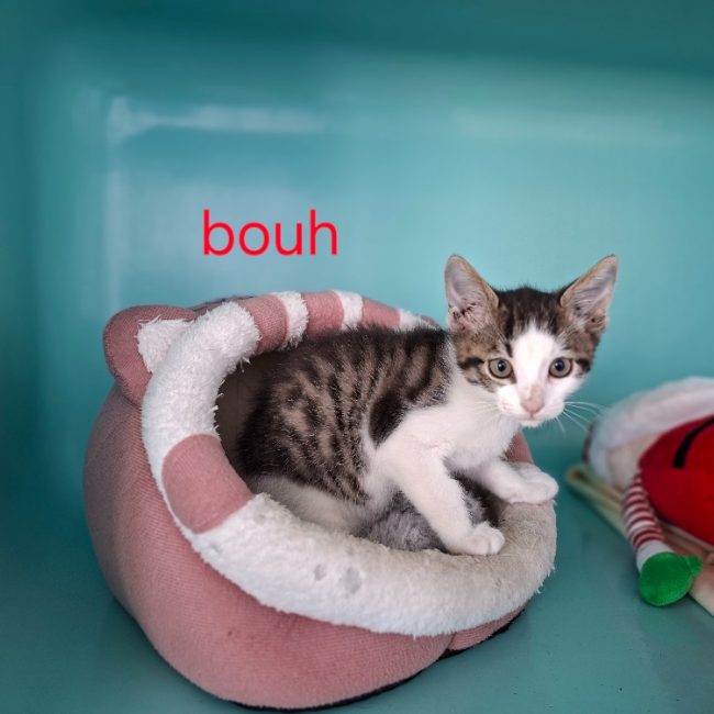Bouh - Chat Européen à adopter