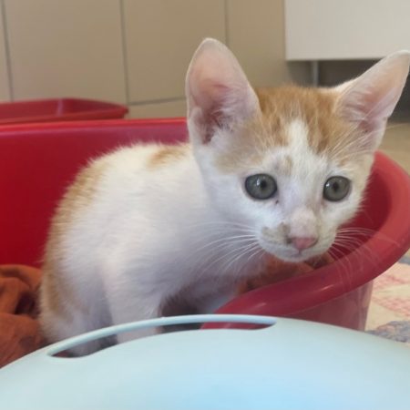 One - Chat Européen à adopter