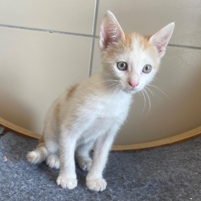 Smile - Chat Européen à adopter