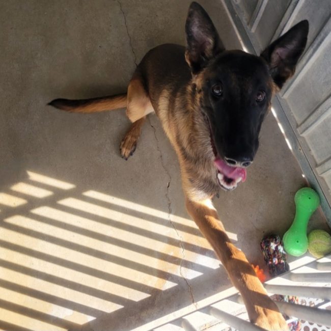 Mania - Chien Berger Belge Malinois à adopter