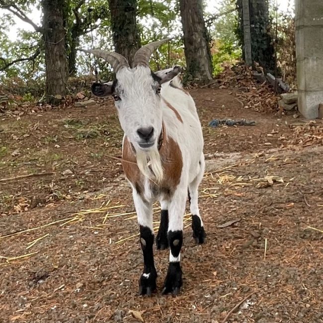 Scoubidou - Animal de ferme à adopter