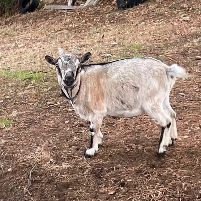 Emma - Animal de ferme à adopter