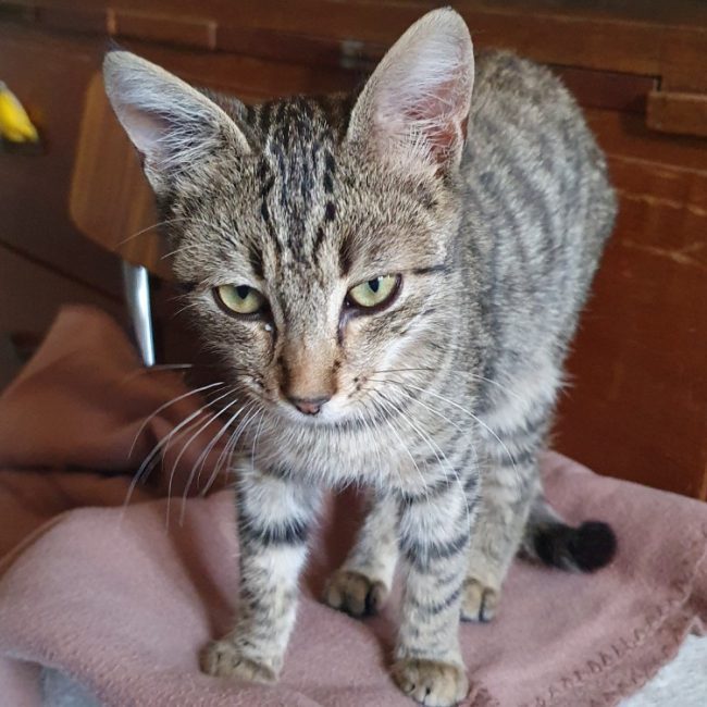 Colibri - Chat Européen à adopter