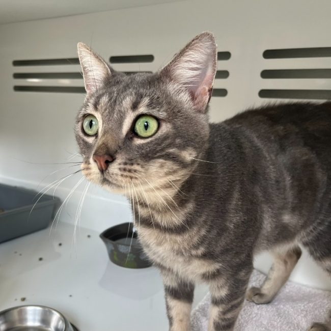 Maestro - Chat Européen à adopter