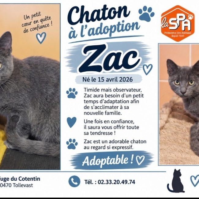 Zac - Chat Européen à adopter