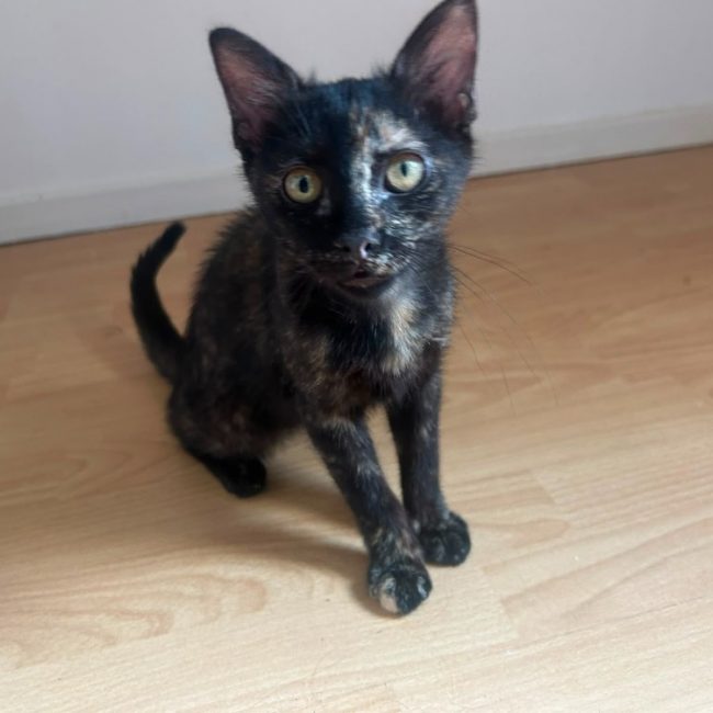 Nexus - Chat Européen à adopter