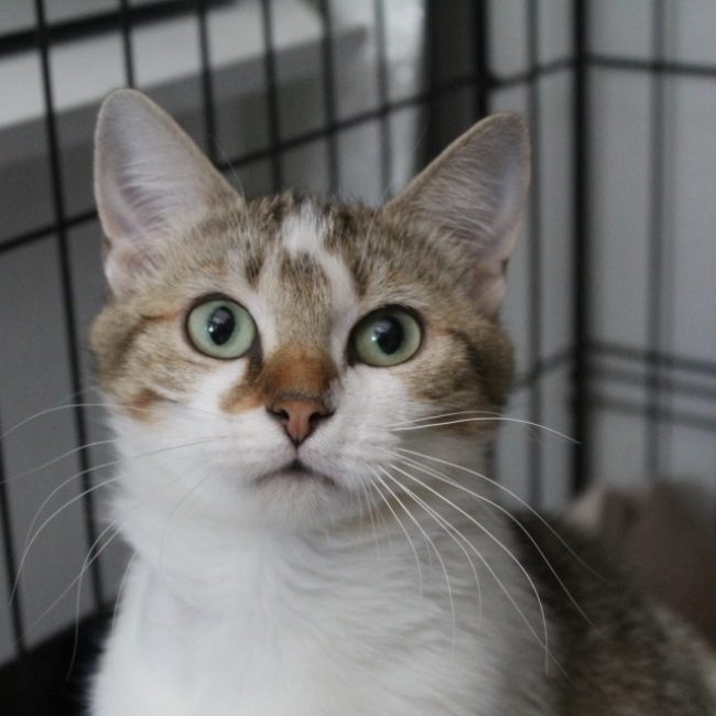 Blablacat - Chat Européen à adopter