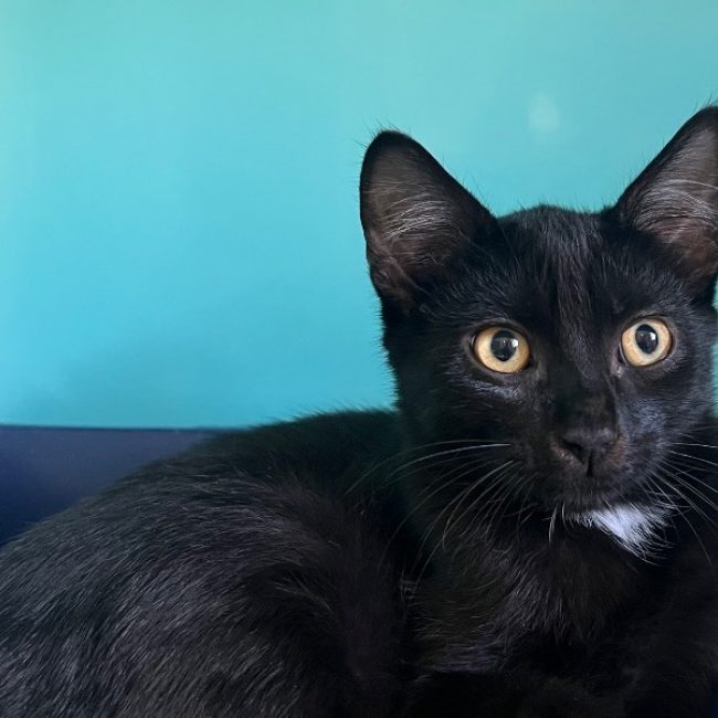 Brookie - Chat Européen à adopter