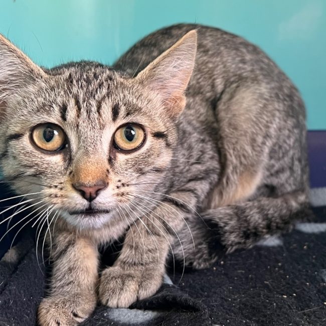 Baboune - Chat Européen à adopter