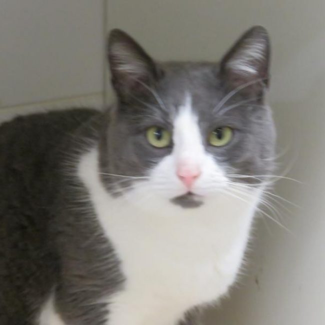 Balou - Chat Européen à adopter