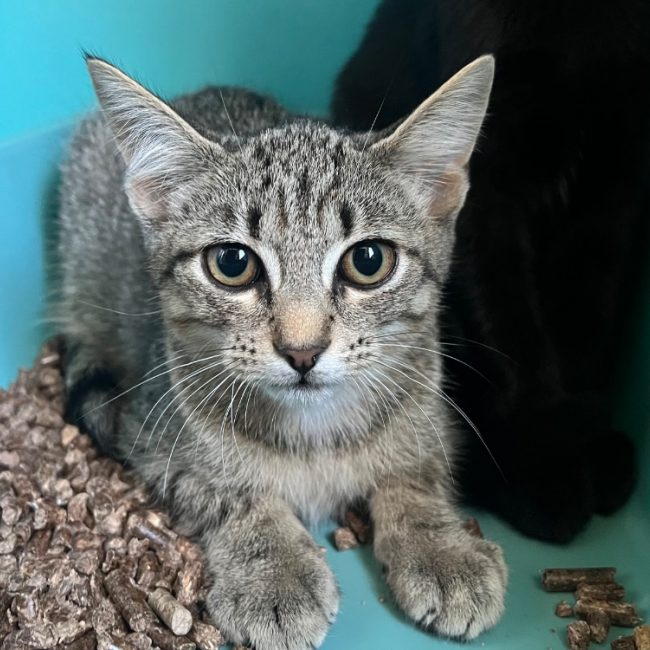 Bandillot - Chat Européen à adopter