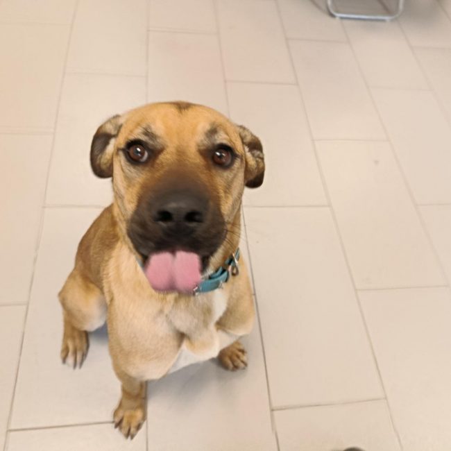 Bodega - Chien Cane Corso à adopter