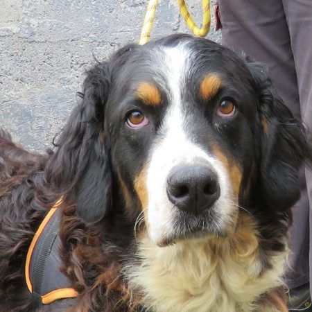 Isma - Chien Bouvier Bernois à adopter