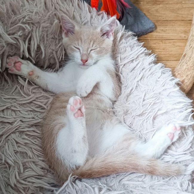 Mistral - Chat Européen à adopter