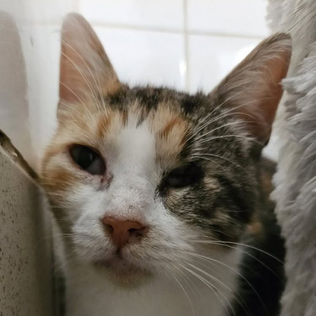 MoÏra - Chat Européen à adopter