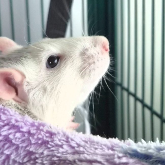 Remy - Rongeur Rat à adopter