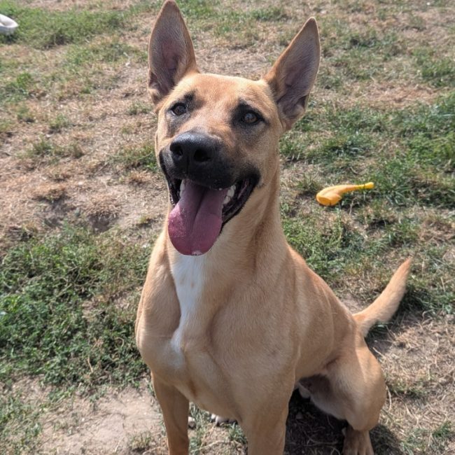 Sahara - Chien Berger à adopter