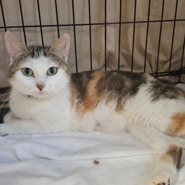 Ricotte - Chat Européen à adopter