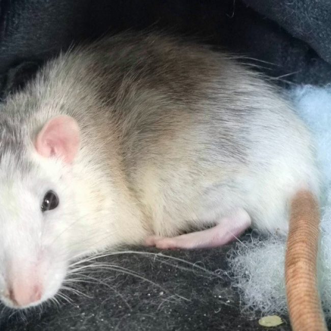 Bernardo - Rongeur Rat à adopter