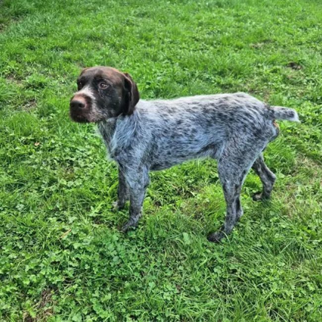Pollux - Chien Braque allemand à poil court à adopter