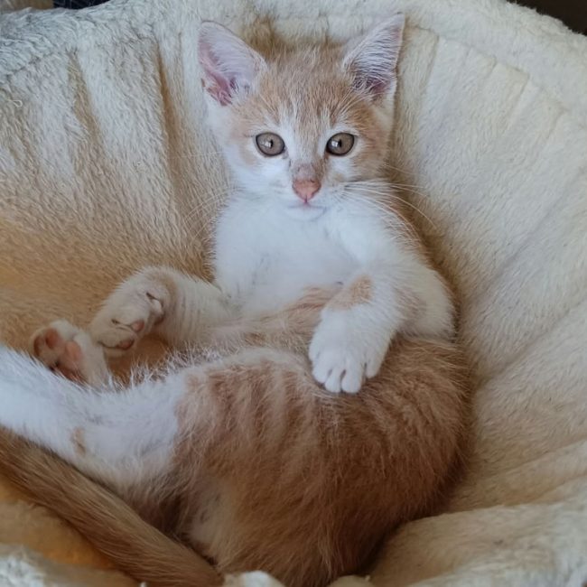 Oursin - Chat Européen à adopter