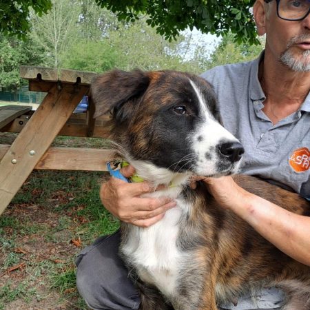 Bethovena - Chien à adopter