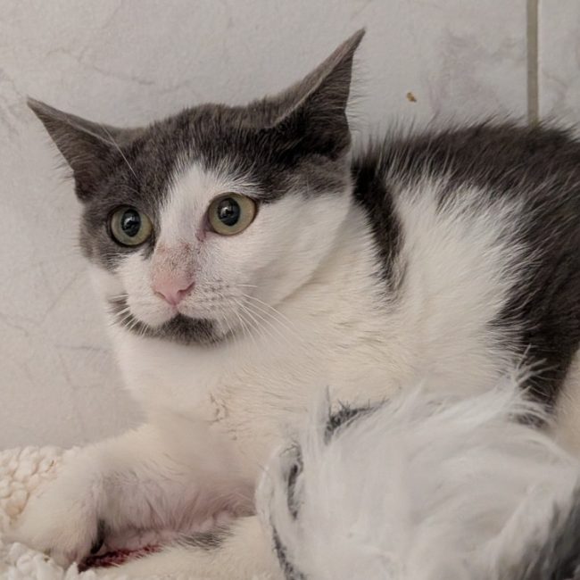 Tonix - Chat Européen à adopter