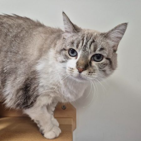Fiona - Chat Européen à adopter