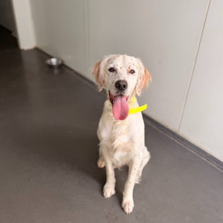 Aldo - Chien Setter Anglais à adopter
