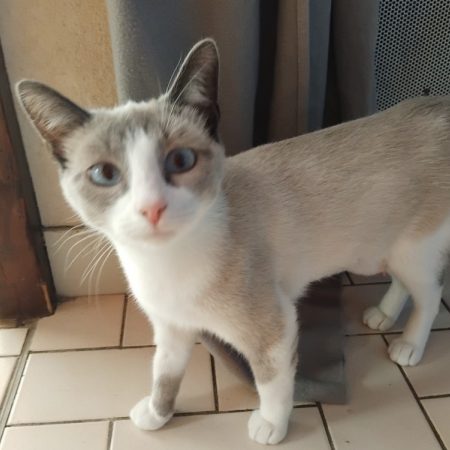 Alaska - Chat Européen à adopter