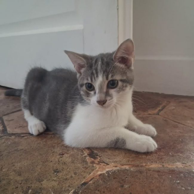 Lisa - Chat Européen à adopter