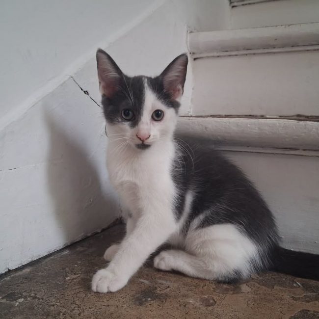 Bart - Chat Européen à adopter