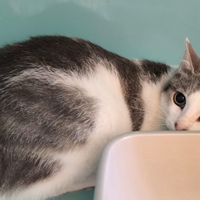 Itchy - Chat Européen à adopter