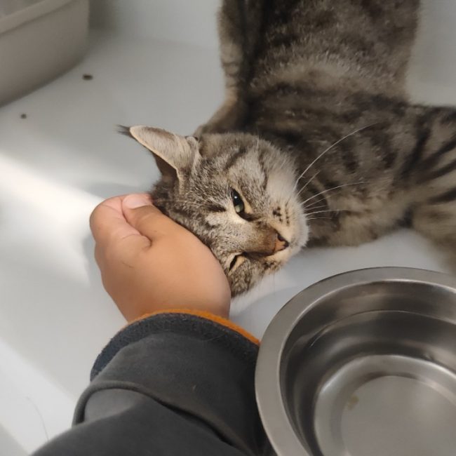 Ambre - Chat Européen à adopter