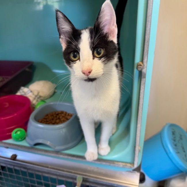 Miel - Chat Européen à adopter