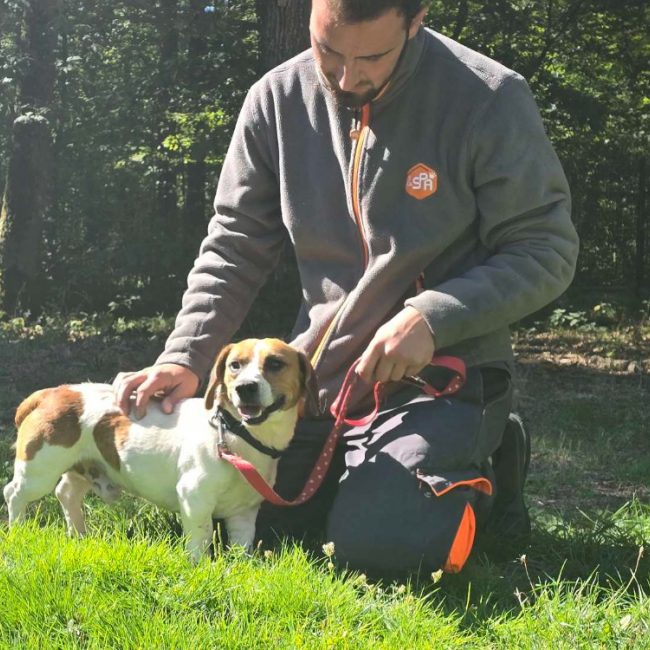 Flamby - Chien à adopter