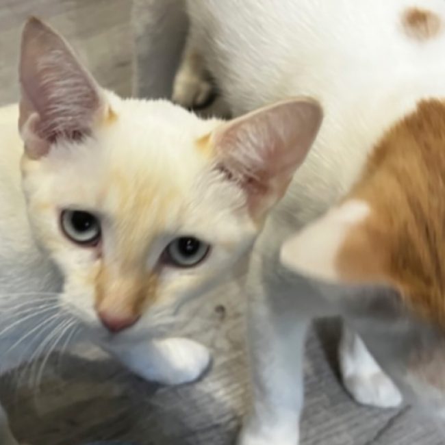 Burkina - Chat Européen à adopter