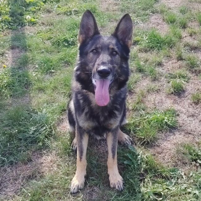Python - Chien Berger Allemand à adopter
