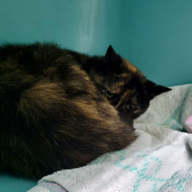 Betty - Chat Européen à adopter