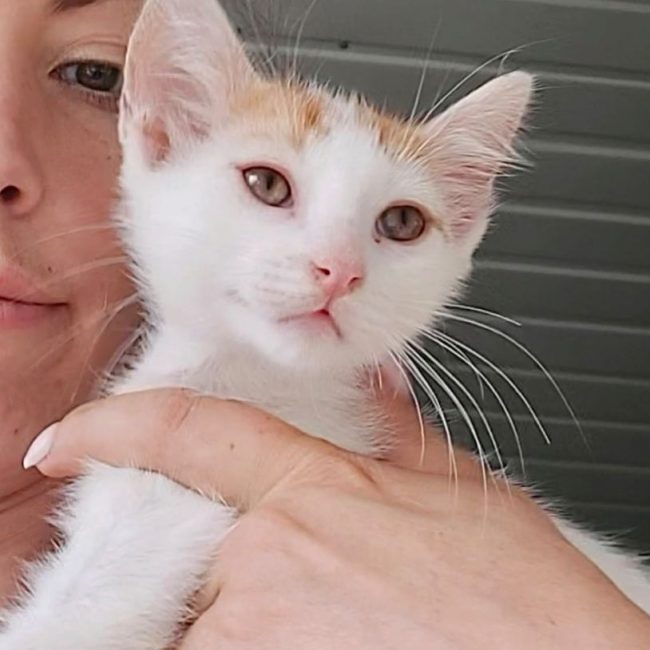 NINA - Chat à adopter
