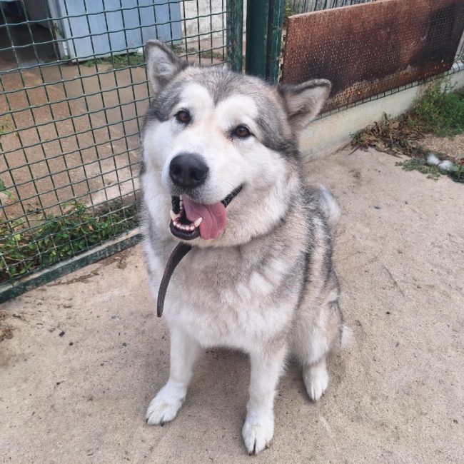Ultra - Chien Malamute de l'Alaska à adopter