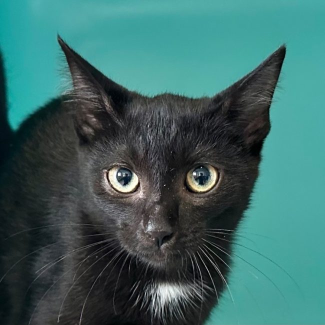Raleigh - Chat Européen à adopter