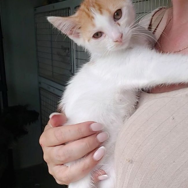 BLOOM - Chat à adopter