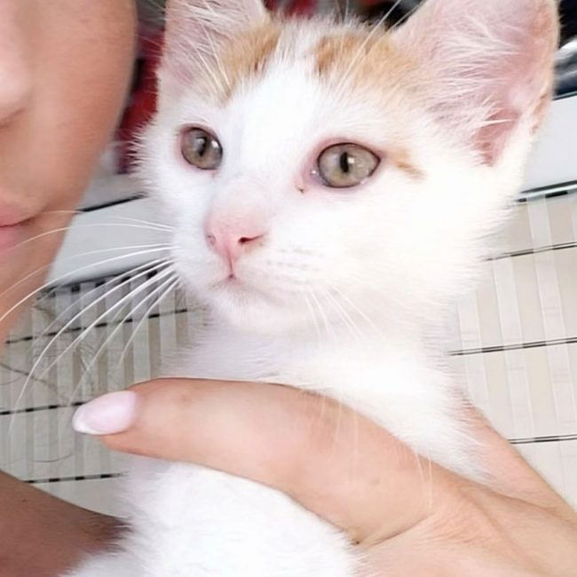 IRIS - Chat à adopter