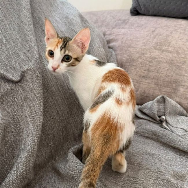 ROSA - Chat à adopter