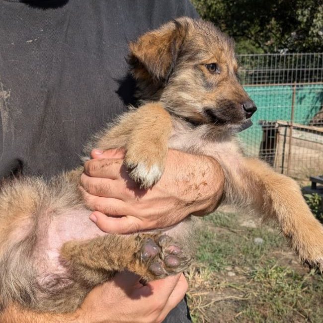 Fluffa - Chien à adopter