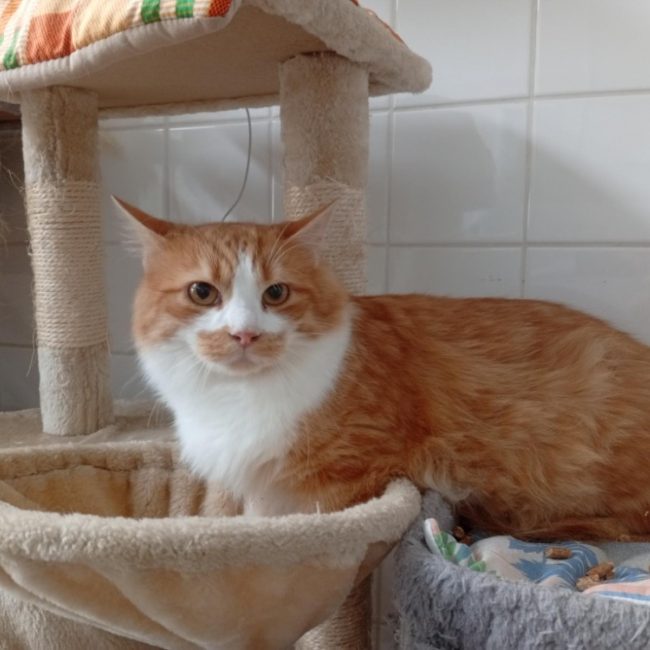 Yorick - Chat à adopter
