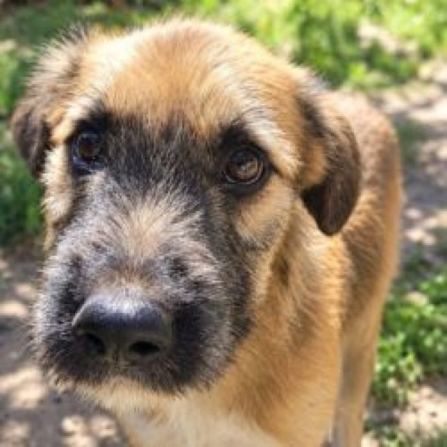 Django - Chien à adopter
