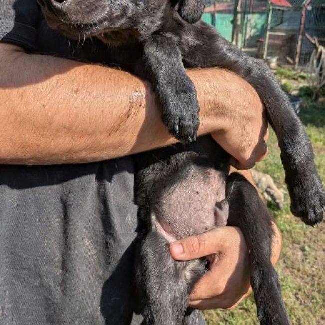 Robin - Chien à adopter